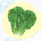 チシャ菜