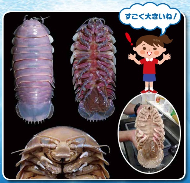 ダイオウグソクムシ 写真提供：駒井智幸氏（千葉県立中央博物館）
