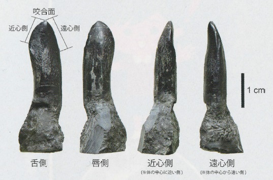 図1 徳島県勝浦町から産出した竜脚類ティタノサウルス形類の歯化石