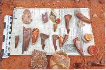 図4 地層から発見された化石