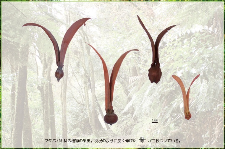 フタバガキ科の植物の果実。羽根のように長く伸びた“萼がく”が二枚ついている。