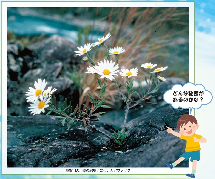 ナカガワノギク