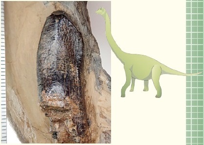 図3 竜脚類ティタノサウルス形類の歯化石（左）と生体復元図（右上）