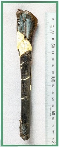 岩石から取り出され、補修された脛骨化石 長さは、約19.5 cm