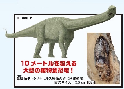 竜脚類ティタノサウルス形類の歯、画：山本 匠