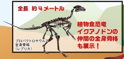 プロバクトロサウルスの骨格標本 画：山本 匠