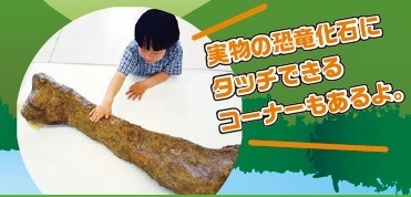 実物の恐竜化石にタッチできるコーナーもあるよ