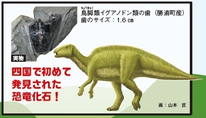 イグアノドン類の葉、四国で初めて発見された恐竜化石 画：山本 匠
