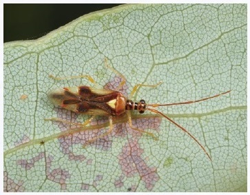 図1 クスベニヒラタカスミカメの成虫（提供：伊丹市昆虫館 長島聖大）