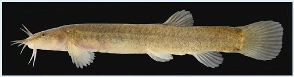 図3 体には目立った斑紋がないが鰭には斑点のあるナガレホトケドジョウ