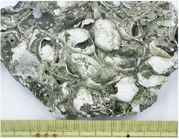 図1 ヌマコダキガイ類の大型個体を多く含む鳴門海峡海底産コンクリーション