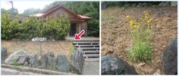 図 2 キャンプ場で除草し残されたオオキンケイギク（左、矢印）とその拡大（右）。