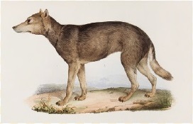 FaunaJaponica （日本動物誌）