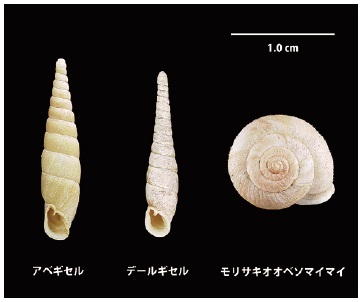 徳島固有のカタツムリ