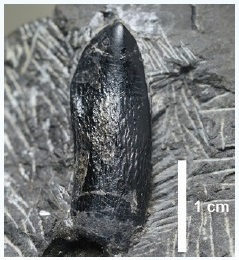 図4 竜脚類ティタノサウルス形類の歯
