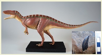 図3 勝浦町産の獣脚類の歯化石と生体復元模型