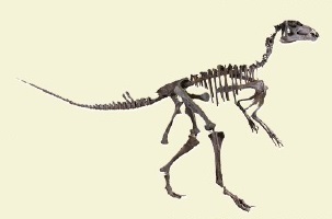 図5プロバクトロサウルスの全身骨格（複製）