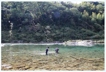 図2 川の中の撮影場所を決める 川の中にカメラスタンドを立て、アユを釣る場所と撮影できそうな位置を調整中。釣り人は、友掛けで釣れそうなポイントを探してくれています。