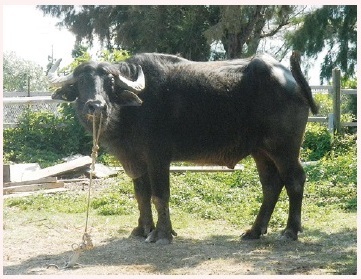 図1 観光用に飼育されているスイギュウ（沖縄本島）提供：茨木靖学芸員