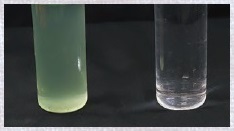 図7 図6で得られた抽出液（左）と水（比較用）。