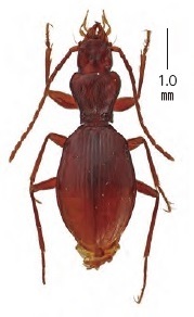 リュウノメクラチビゴミムシ Awatrechus hygrobius 阿南市太竜寺山の洞窟「龍ノ窟（いわや）」で発見。開発によって洞窟が消滅し、姿を消したかと思われたが、付近の地下浅層から確認された。