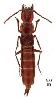 リュウノイワヤツヤムネハネカクシ Quedius kiuchii リュウノメクラチビゴミムシと同様、「龍ノ窟」の消滅後、調査によって周辺の地下浅層から見つかった。