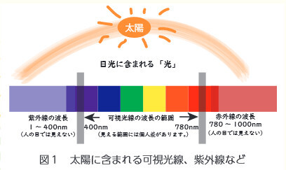 図１ 太陽に含まれる可視光線、紫外線など 日光に含まれる 「光」（見える範囲には個人差があります。） 可視光線の波長の範囲　400nm～780nm 紫外線の波長　1 ～ 400nm（人の目では見えない） 赤外線の波長　780 ～ 1000nm（人の目では見えない）  図２ ロビーゾーンの東側ガラス壁面（晴れた日の午前）  図３ ロビーゾーンの東側ガラス壁面（晴れた日の午後）