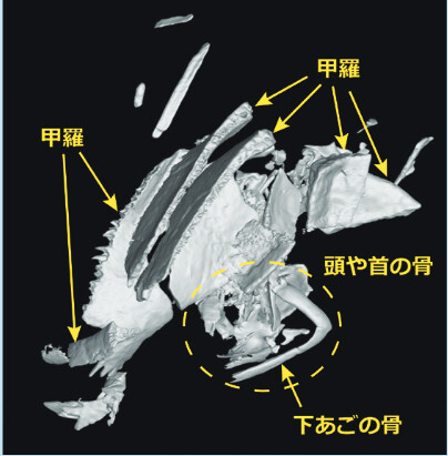図２ 密集したカメ類化石