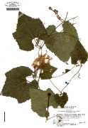 饹