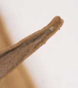 ʥ