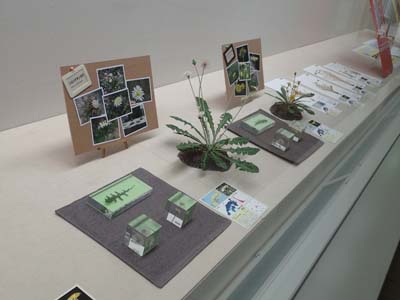 タンポポ展の様子