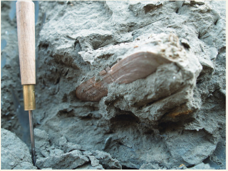 図3 イズモユキノアシタ化石の産状（図2と同じ個体）