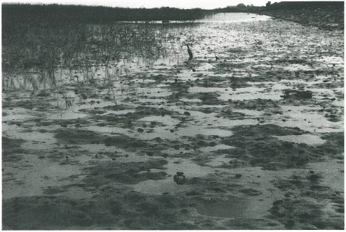 図2 吉野川河口の泥干潟