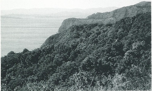 （図1　南阿波サンライン沿いに広がるウパメガシ林。1991年2月17日撮影。