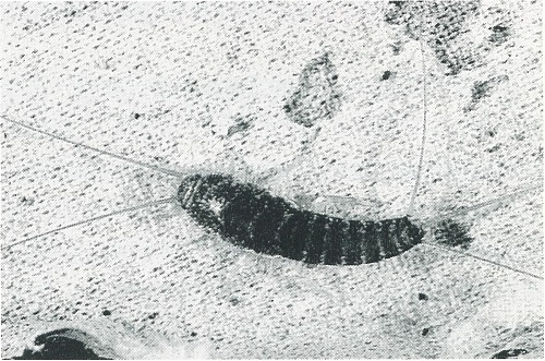 図2 紙の害虫として知られるシミ