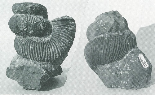 図１：阿讃山地の異常巻きアンモナイト(Didymoceras ? sp.）の左巻き（左）と右巻き（右）