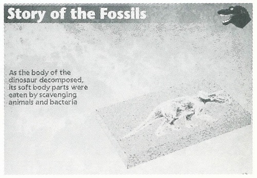 「化石の物語」の一部。化石の成因を説明している。