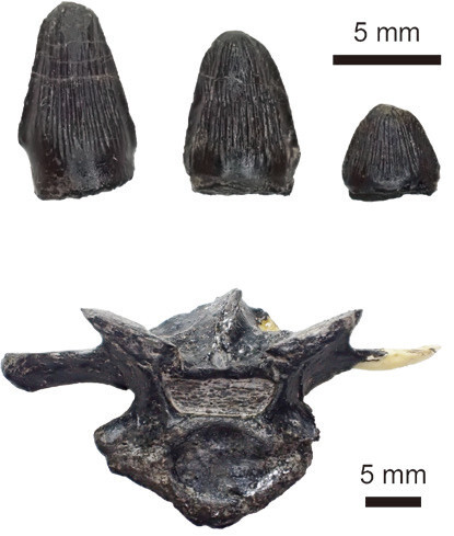 図２ 徳島県勝浦町で発見されたワニ形類化石（中生代前期白亜紀）遊離歯（上）と胴椎（下）