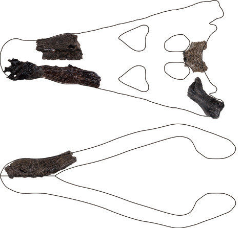 図１ 福井県勝山市で発見されたゴニオフォリス類化石（中生代前期白亜紀）（福井県立恐竜博物館所蔵） 頭蓋骨（上）と下あご（下）