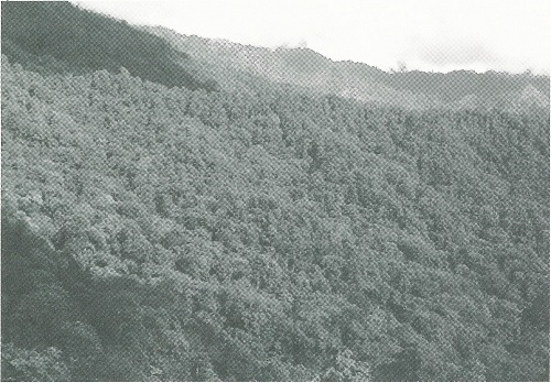 図1 ブータンのヒマラヤ中腹に広がる照葉樹林。西南日本に成立する森林と基本的に同じである。
