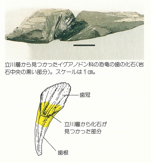 立川層から見つかっだイグアノドン科の恐竜の歯の化石（岩石中央の黒い部分）。スケールは1cm