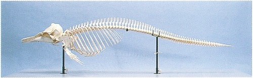 図2 カズハゴンドウの骨格標本