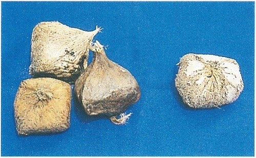 図3漂着したゴバンノアシ（左3つ：沖縄県石垣島および西表島（1994年10月および11月）。海部郡海南町大里海岸（1994年9月18日））