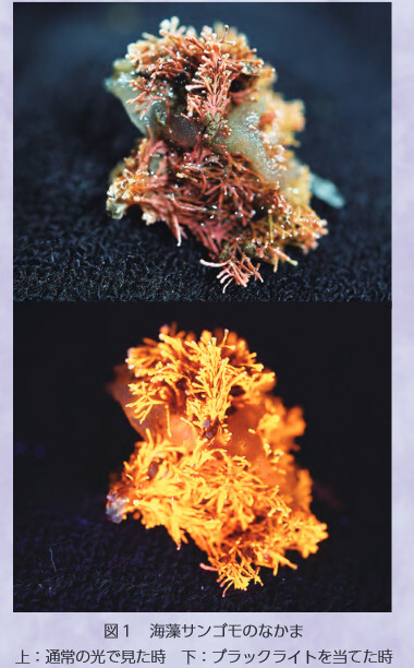 図１ 海藻サンゴモのなかま 上：通常の光で見た時 下：ブラックライトを当てた時