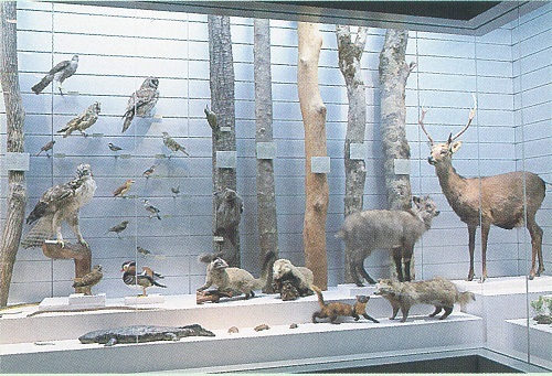 図 1 博物館常設展示室の 「山地の自然とくらし」のコーナーに展示された剥製類。