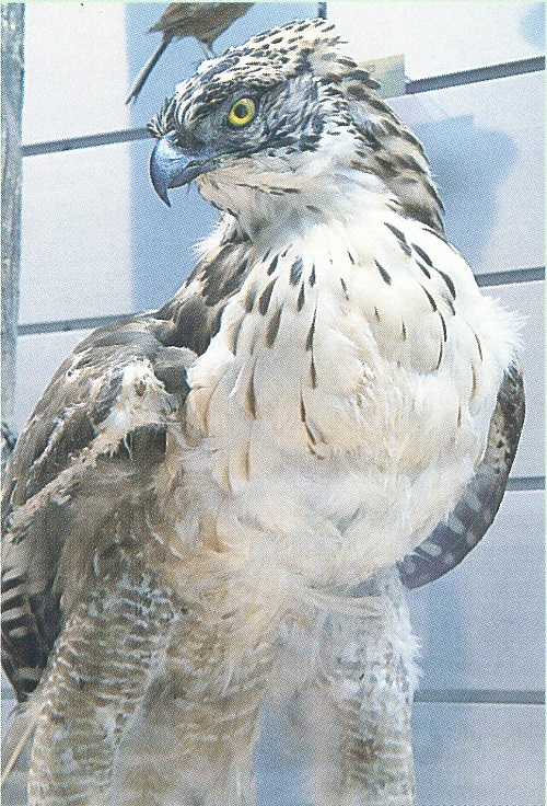 図 2クマタカ（徳島市八多町産）の剥製。高圧ケーブルに接触したため、両翼の付け根に穴が開いているが、見えないように翼を閉じたポーズにしている。