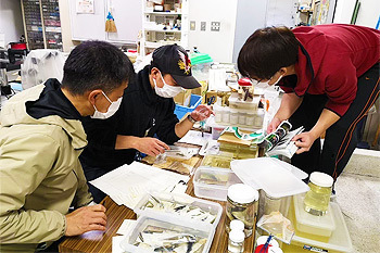 魚類標本ボランティア.jpg
