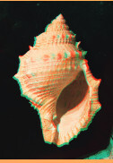 ミヤコボラ  殻高4.4cmの巻貝化石です。このサイズの標本でも、アナグリフ画像を作成することができます。