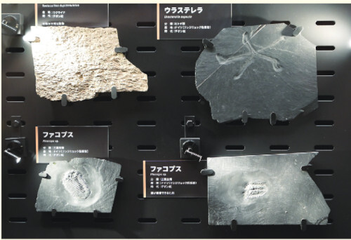 図1 常設展示室に展示されているフンスリュック粘板岩の化石