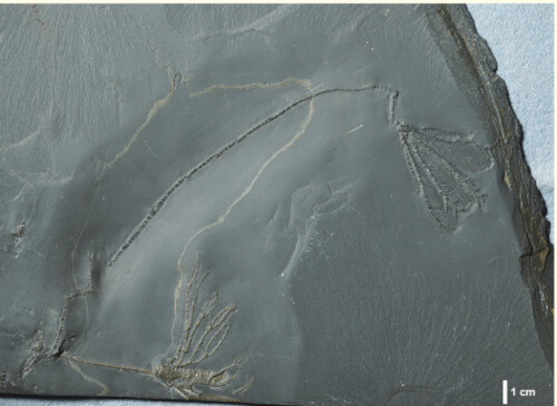 図4 ウミユリ類（Imitatocrinus sp.）の化石